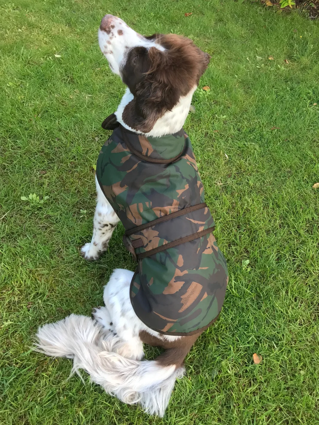 Dog Coat - Camo Wax