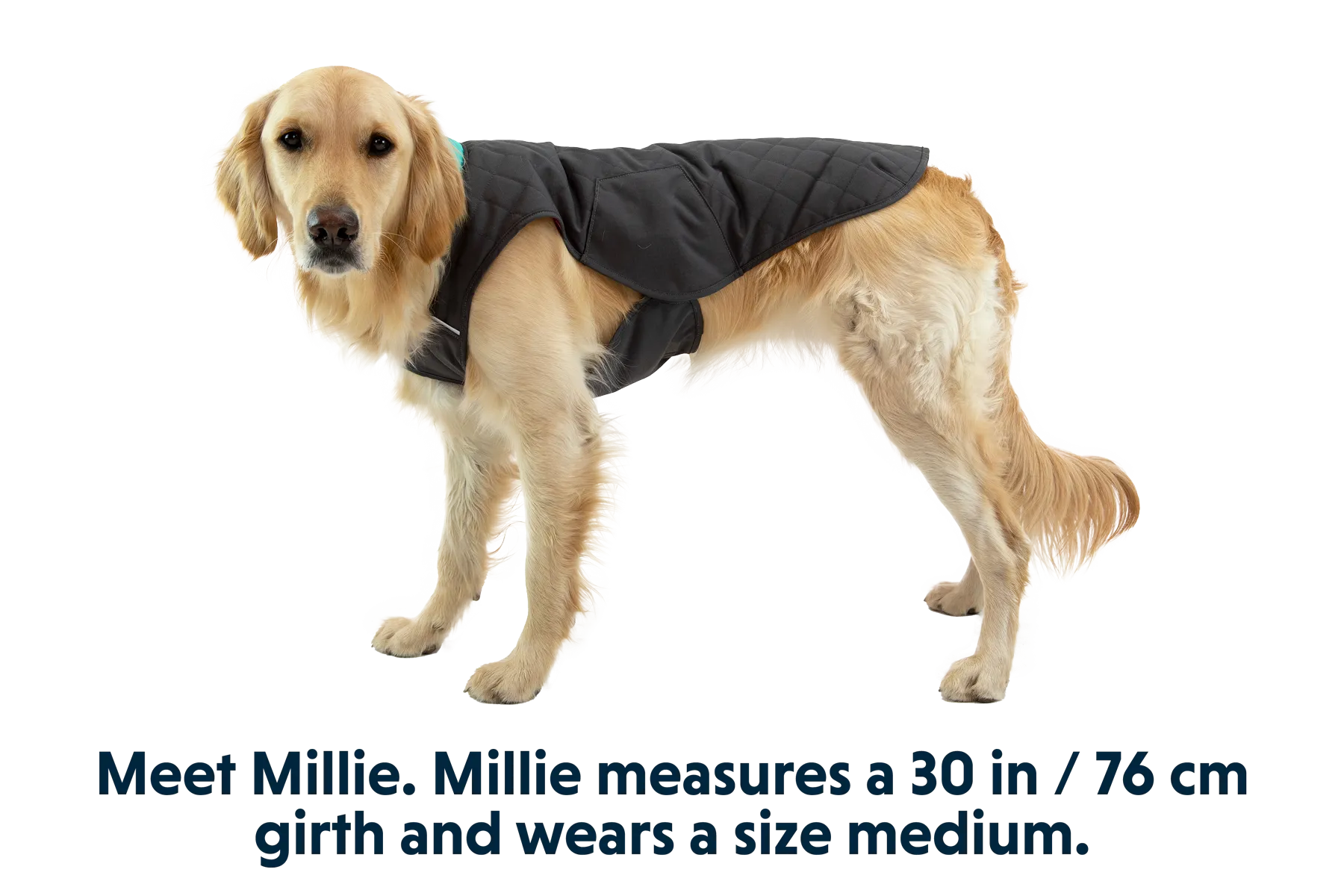 Stumptown™ Quilted Dog Coat